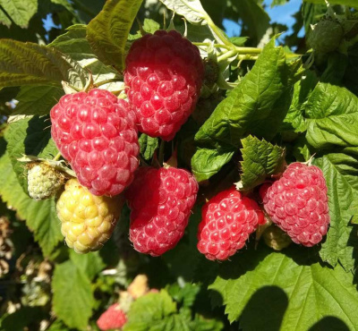 Малина Соколица 20шт