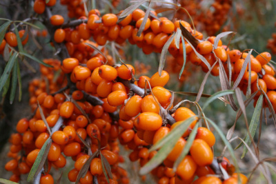 Облепиха Ботаническая (коробка) 20шт