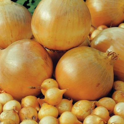 Севок Стурон (Шекспир) 10-21 (25 кг.)