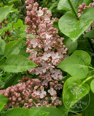 Сирень Медовый Спас