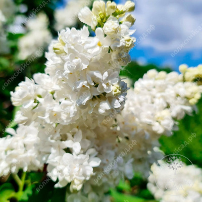 Сирень Память о Колесникове