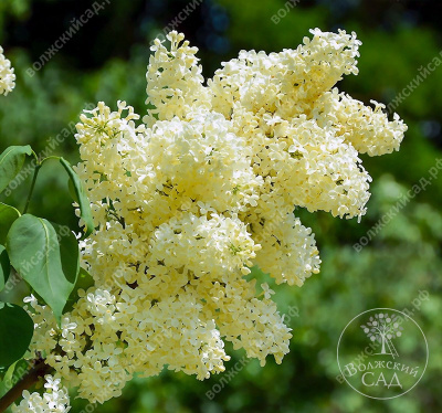 Сирень Примроуз