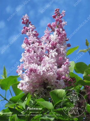Сирень Радмила