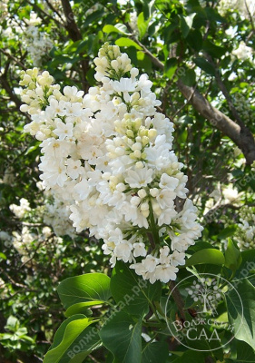 Сирень Рочестер