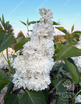 Сирень Русский север