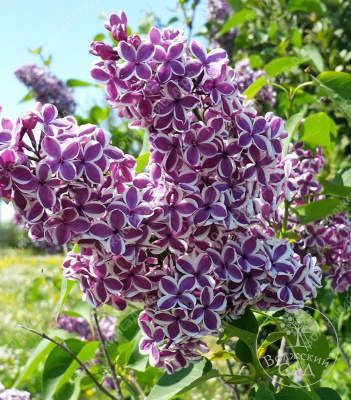 Сирень Сенсация