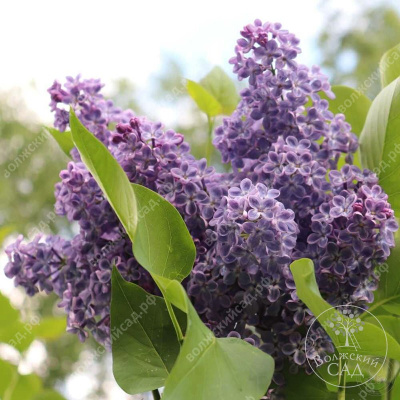 Сирень Синенький скромный платочек