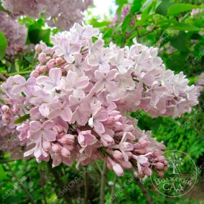 Сирень Тишина