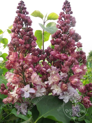 Сирень Федерико Гарсиа Лорка