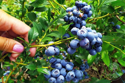 Голубика Река