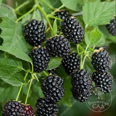 Ежевика Каддо