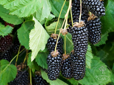 Ежевика Коламбия Гиант