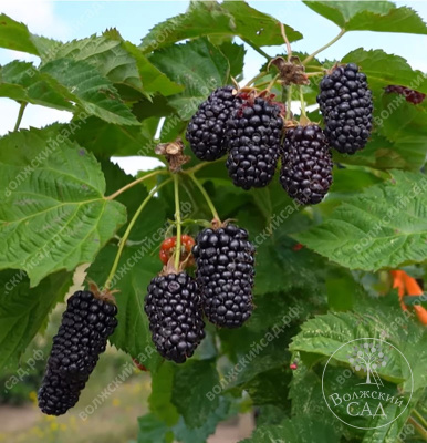 Ежевика Коламбия Стар