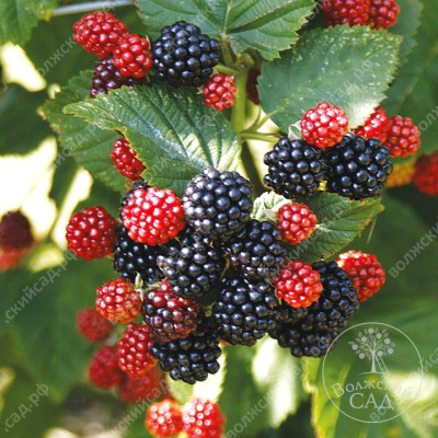 Ежевика Лох Несс