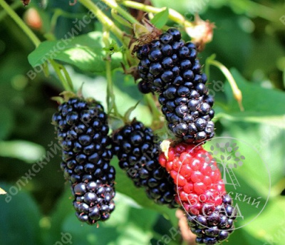 Ежевика Натчез