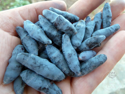 Жимолость Блю Бэнан