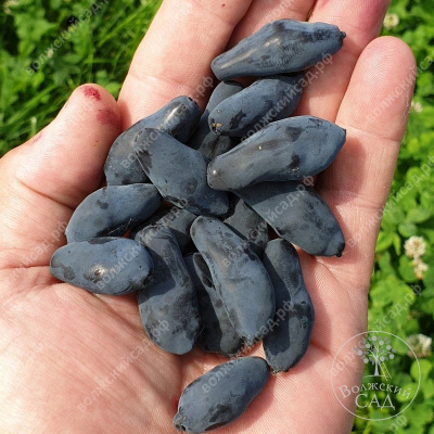 Жимолость Бориэл Близзард