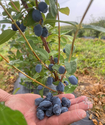 Жимолость Бориэл Бьюти