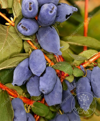 Жимолость Клубничная сенсация