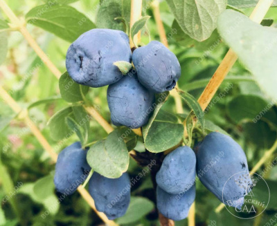 Жимолость (канадская) Сердце Гиганта