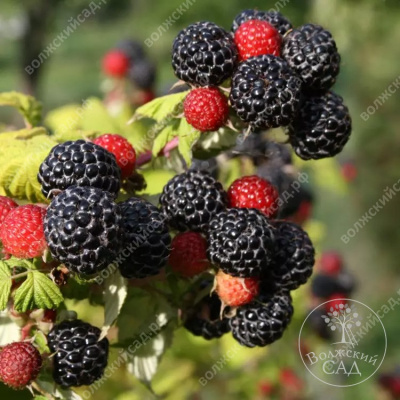 Малина Блек Джевел