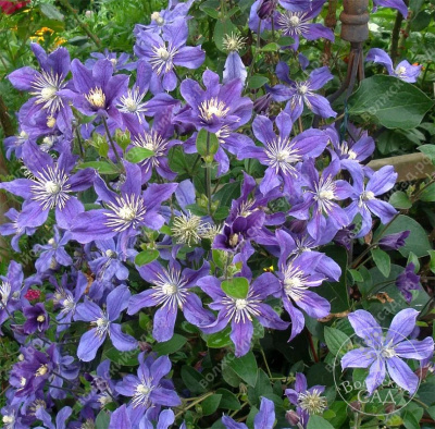 Клематис Арабелла