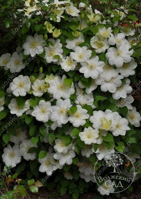 Клематис Гернси Крем