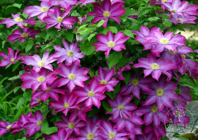 Клематис Какио