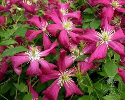 Клематис Мадам Джулия Коревон