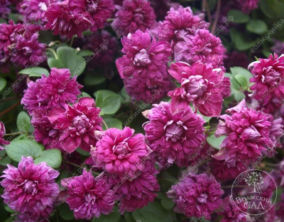 Клематис Пурпуреа Плена Элеганс