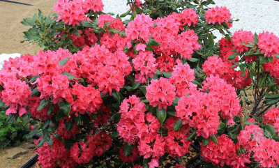 Рододендрон Нова Зембла