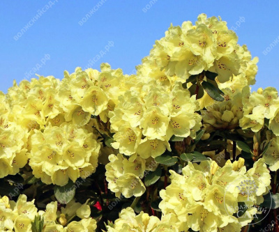 Рододендрон Голд Крон