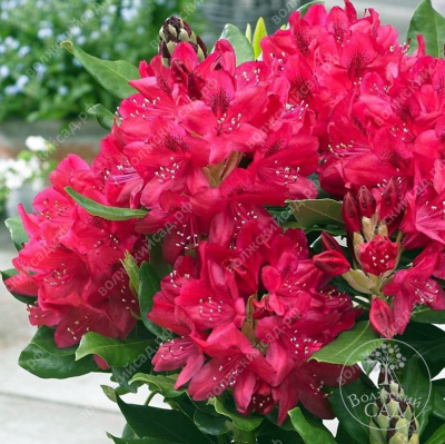 Рододендрон Марианна фон Вайцзекер