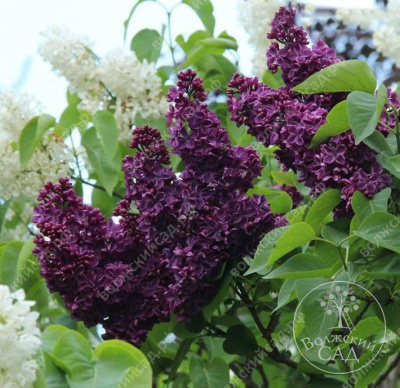 Сирень Анна Шиач