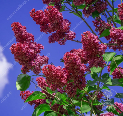 Сирень Артек