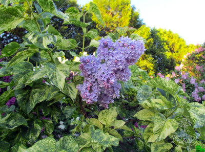 Сирень Аукубафолия