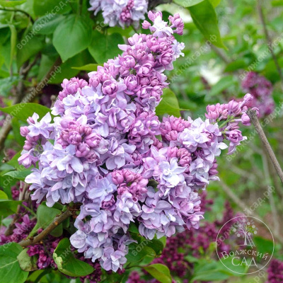 Сирень Валентин Серов