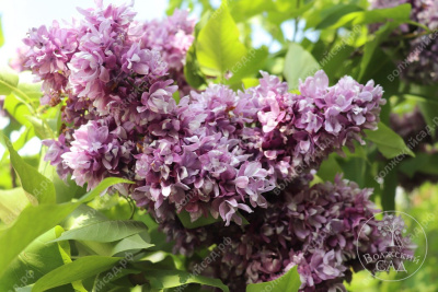 Сирень Василий Тёркин