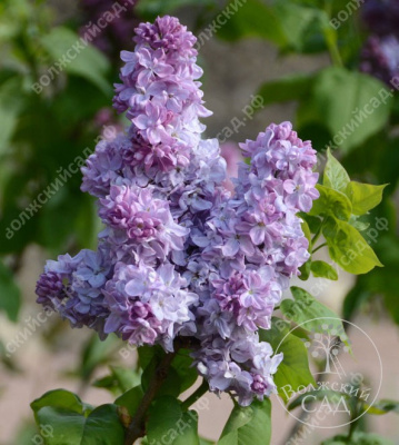 Сирень Великая Победа