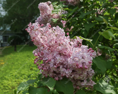 Сирень Вечерний звон