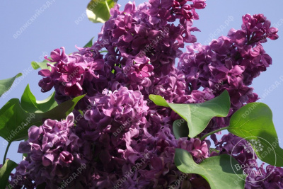 Сирень День Победы