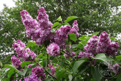 Сирень Жди меня