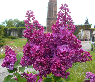 Сирень Знамя Ленина