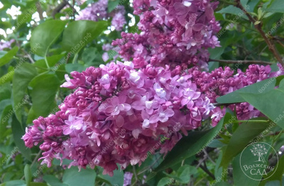 Сирень Изобилие