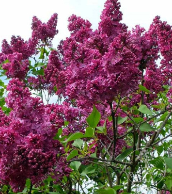 Сирень Индия