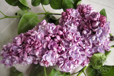 Сирень Катюша