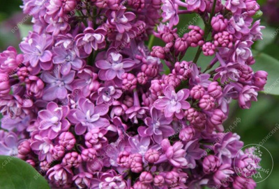 Сирень Колхозница