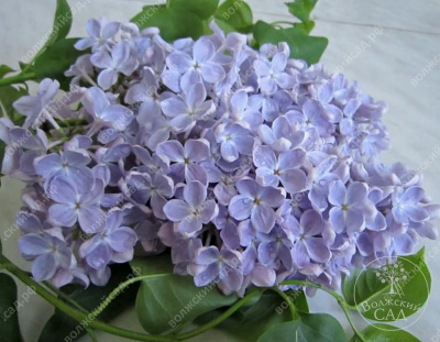 Сирень Ладога