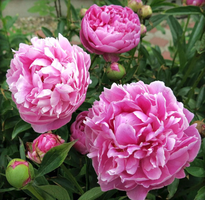 Пион Джакорма (1 шт)