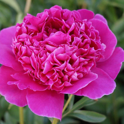 Пион Ренато (1 шт)